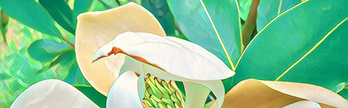 Dreaming Earth Press